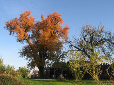 Unser Garten